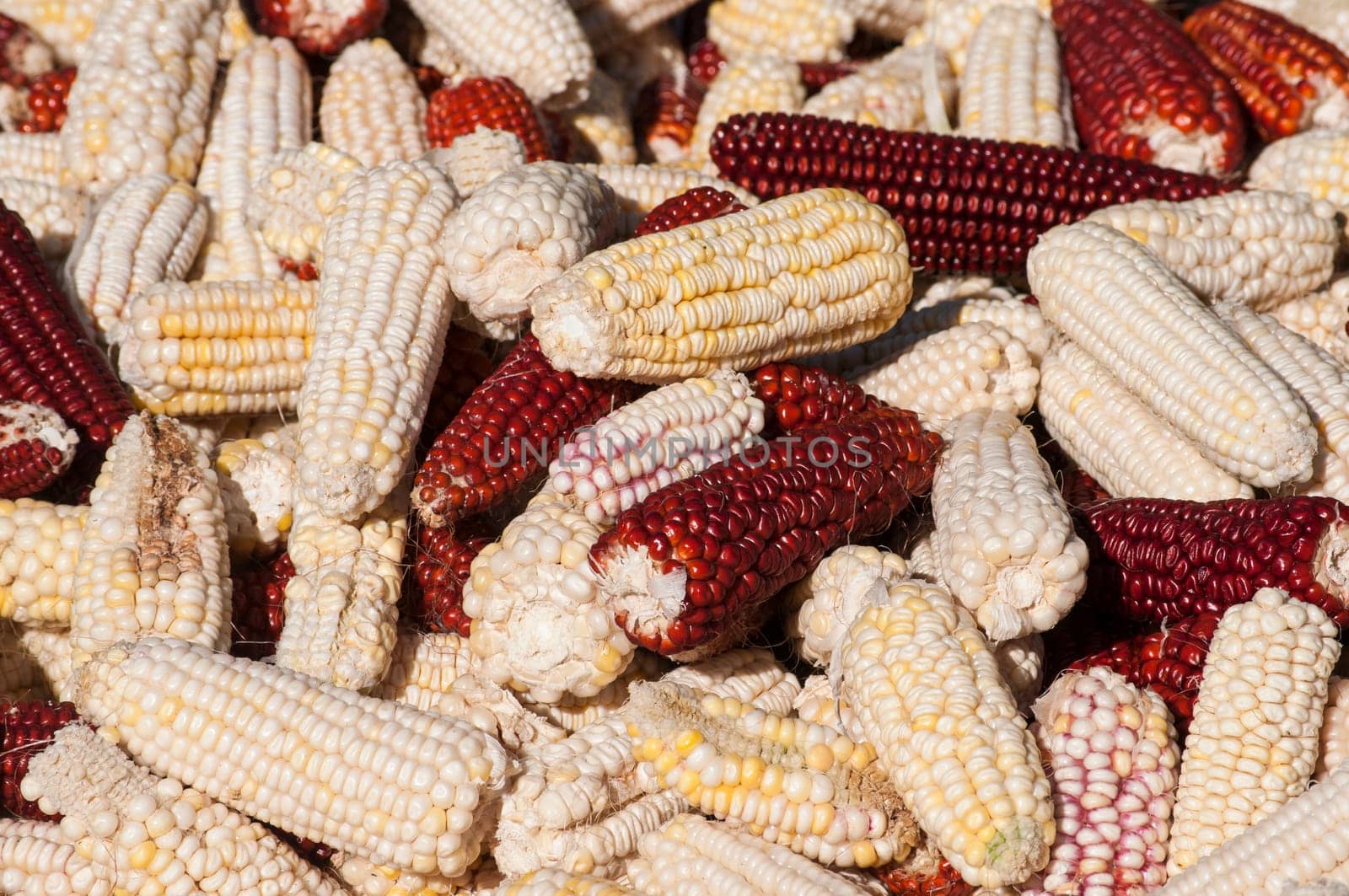 White and red raw organic corncobs closeup as background