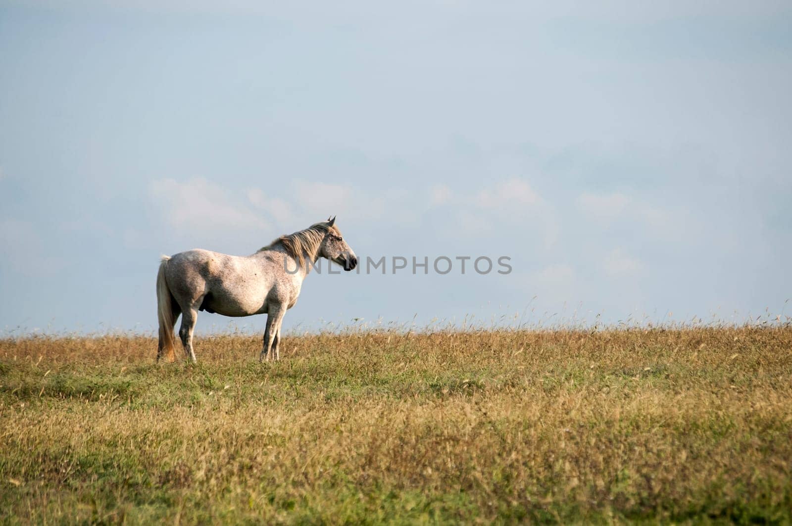 Lonely spotted horse on late summer meadow and blue sky background