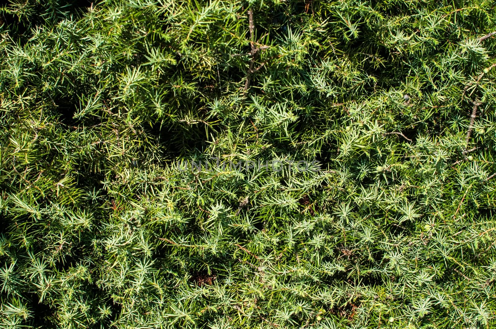 Green juniper bush leaves closeup as background