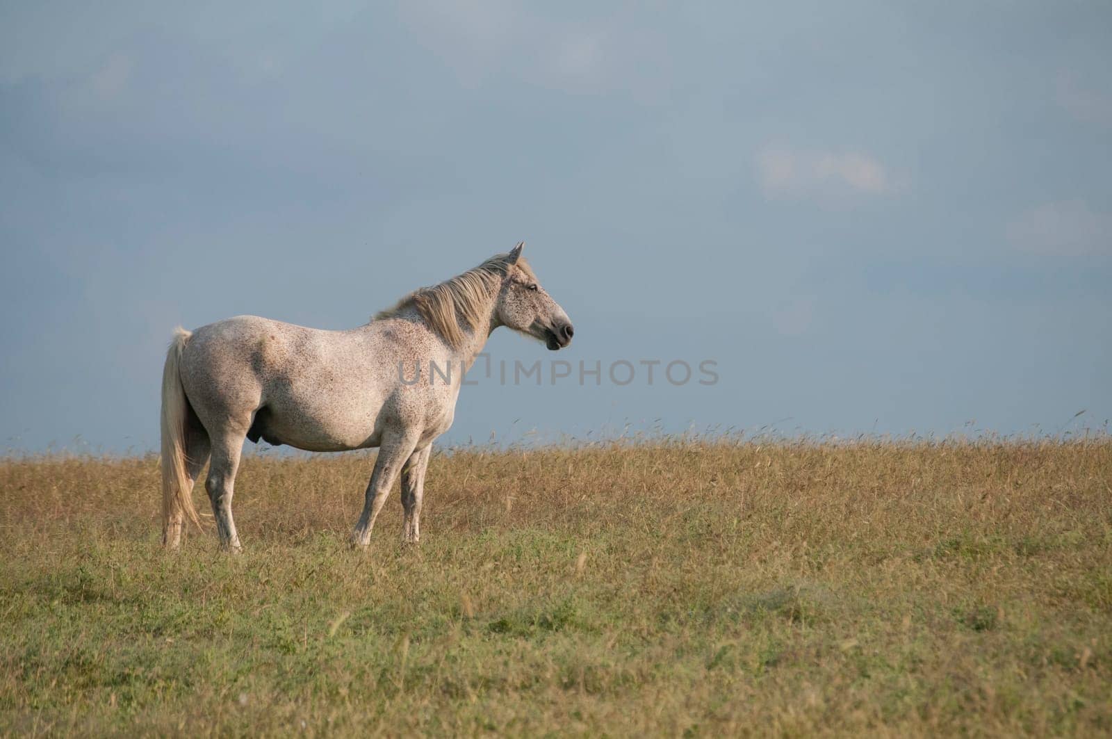 Lonely spotted horse on late summer meadow and blue sky background