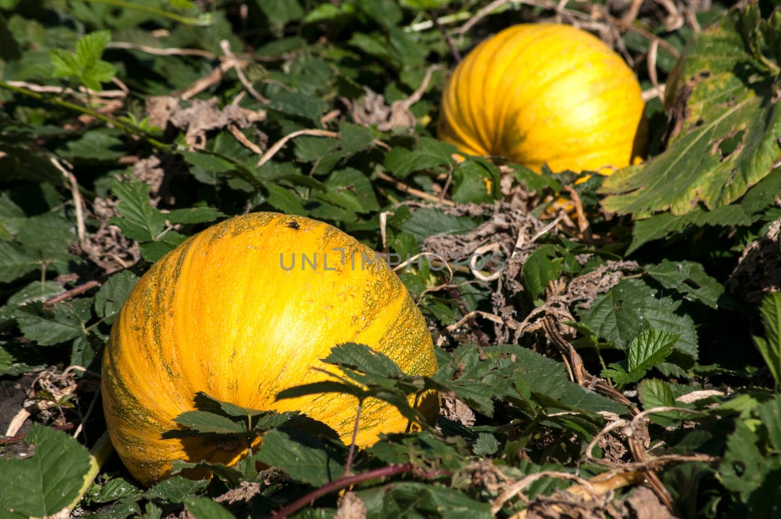 Organic pumpkins in rural vegetable garden in sunny day