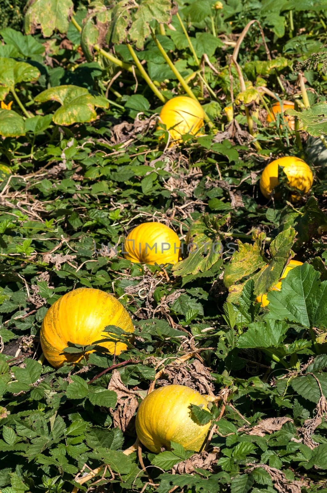 Organic pumpkins in rural vegetable garden in sunny day