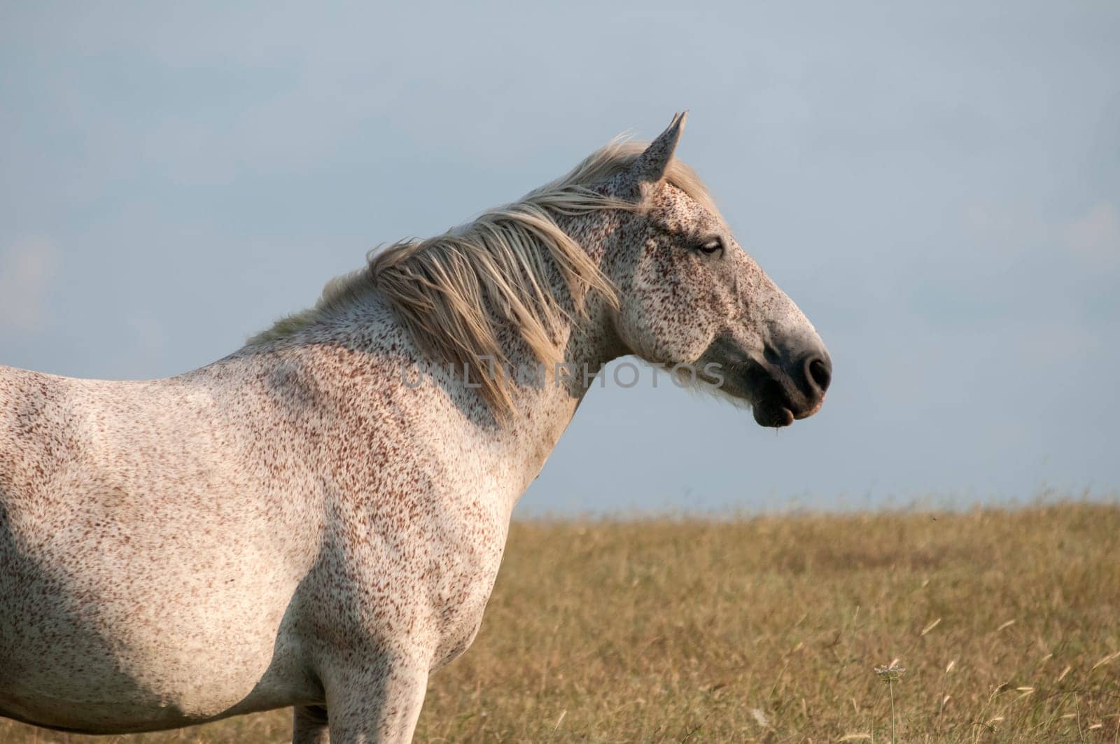 Lonely spotted horse on late summer meadow and blue sky background