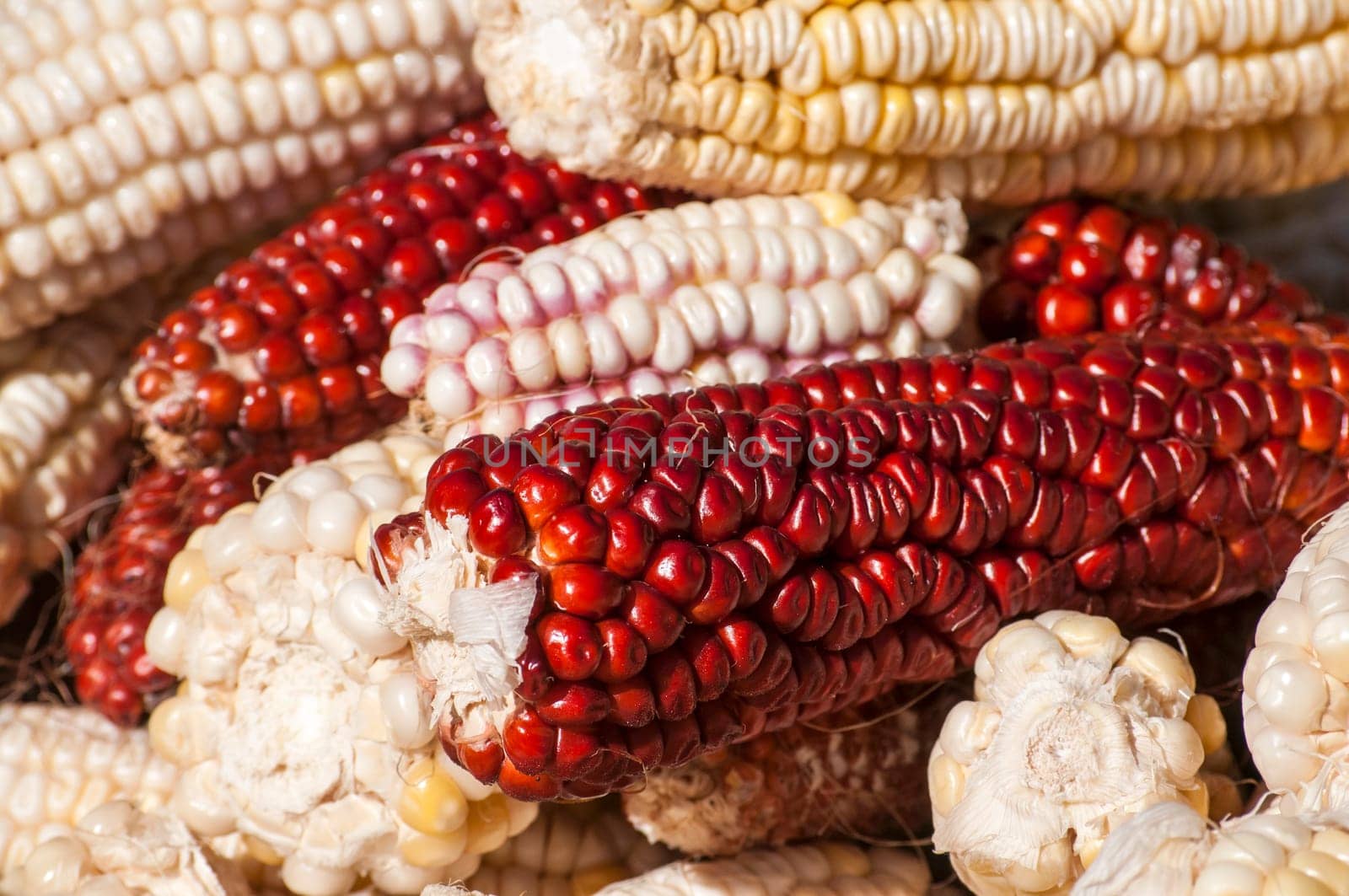 White and red raw organic corncobs closeup as background