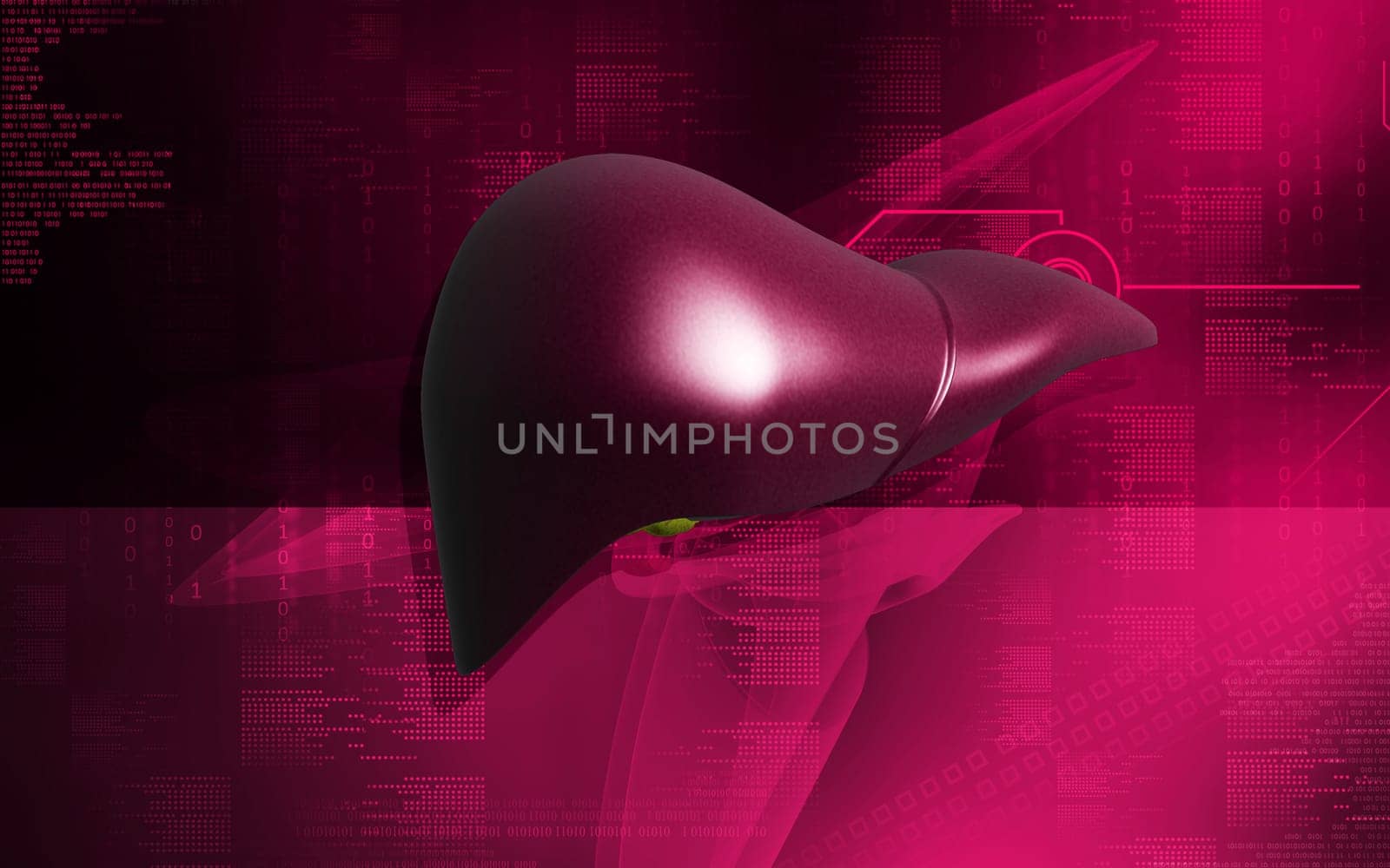Digital illustration of liver in colour background