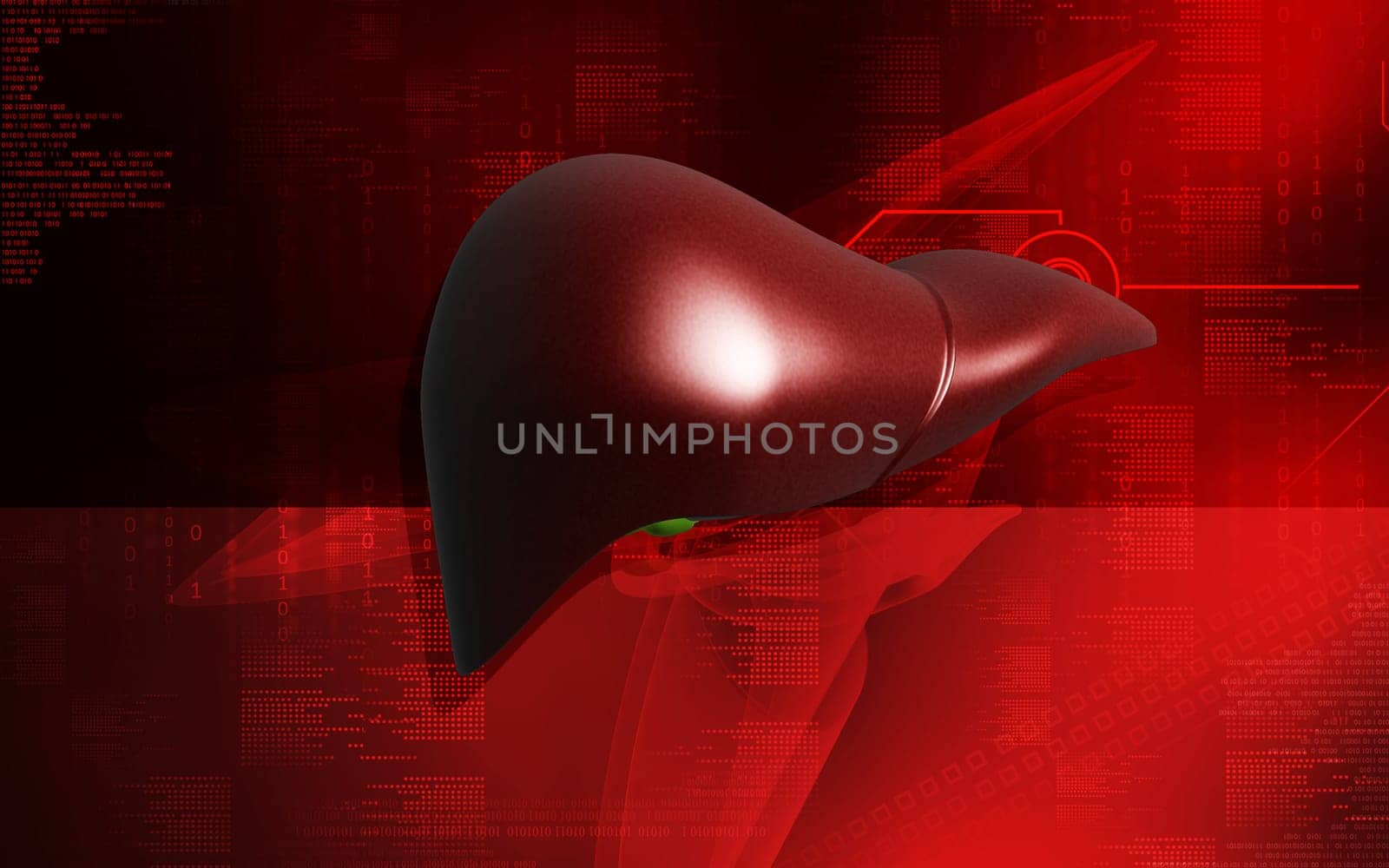 Digital illustration of liver in colour background
