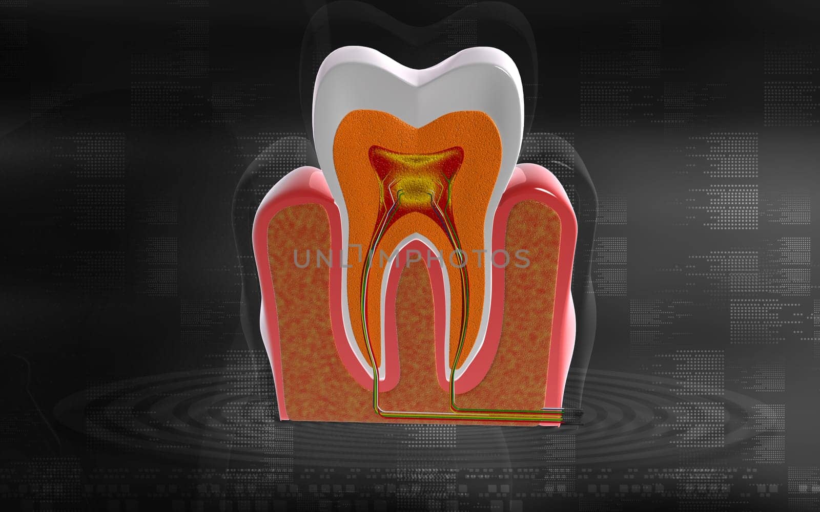 Digital illustration of teeth cross section in colour background