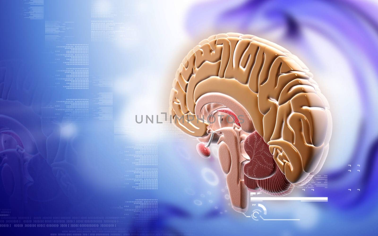 Digital illustration of brain in colour background