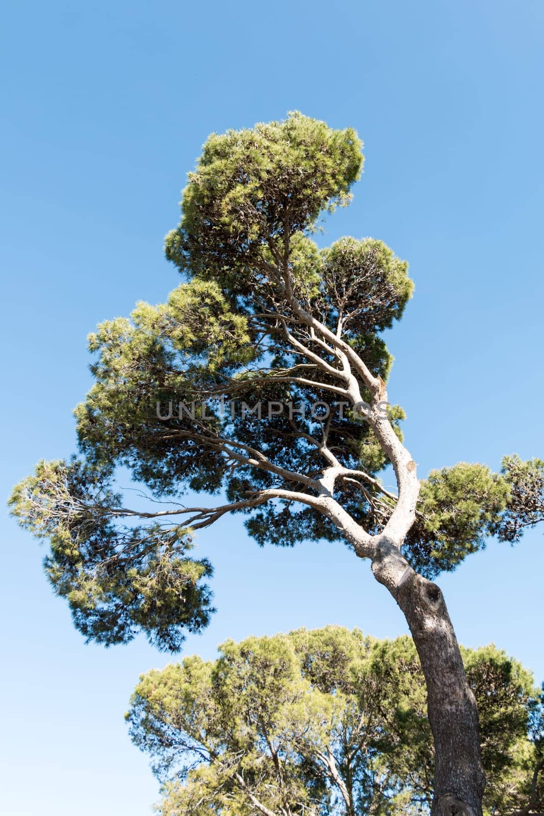 Big Tree