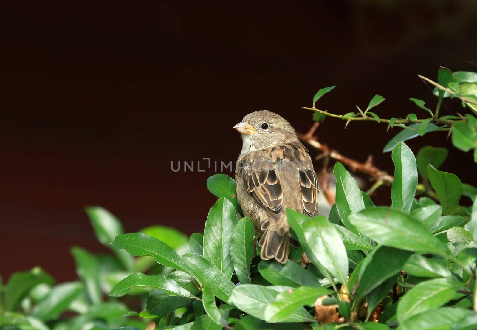 Sparrow