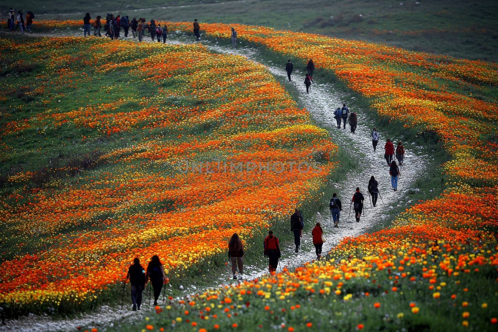 People stroll along a winding path through vibrant wildflower fields filled with orange and yellow blooms on a sunny day.