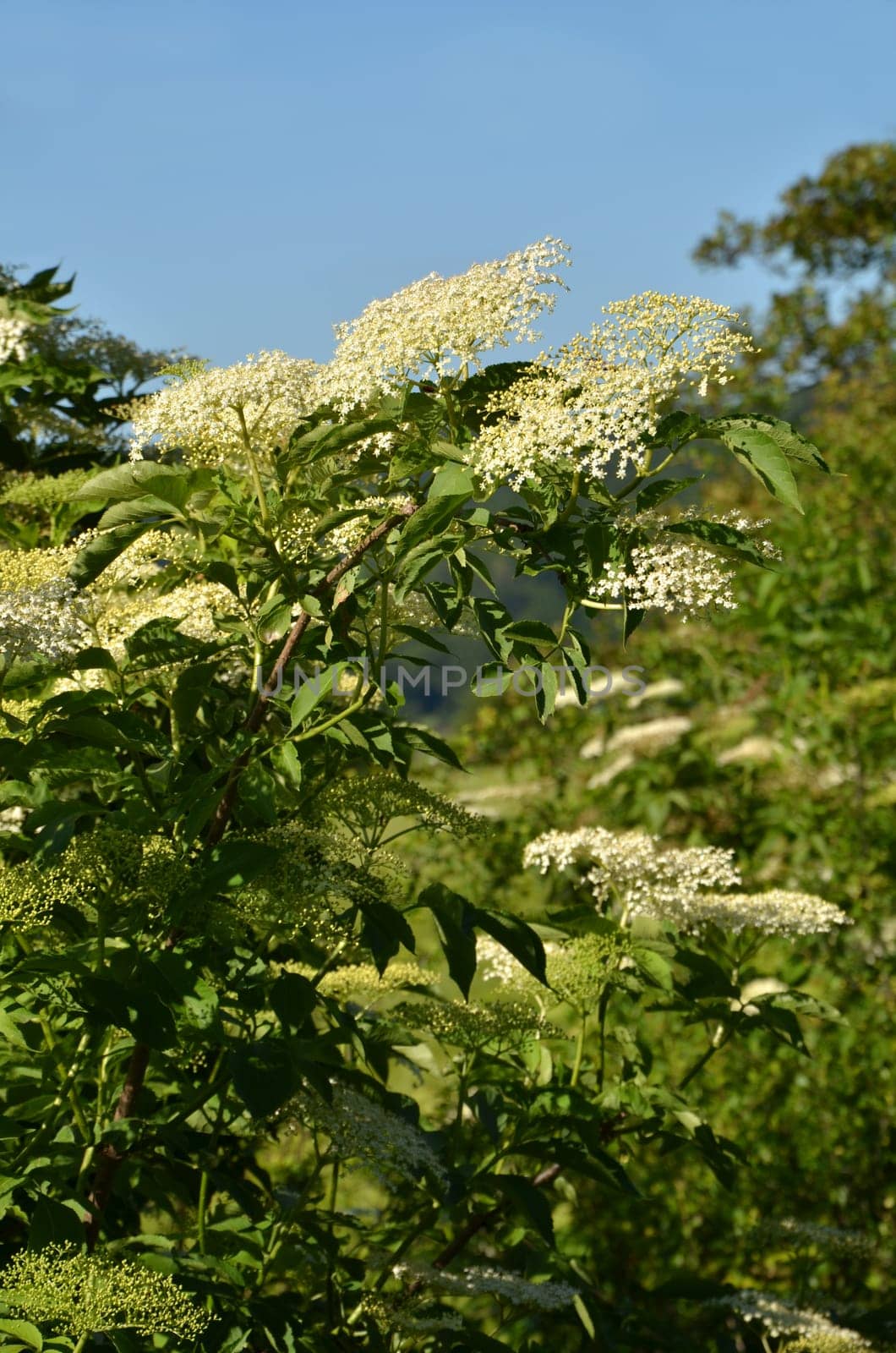 Elderflower