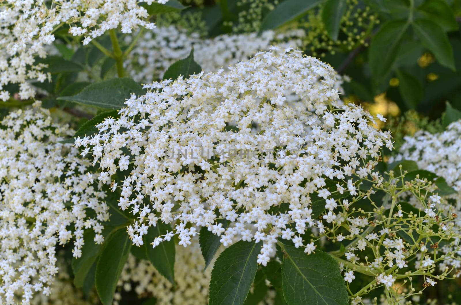 Elderflower