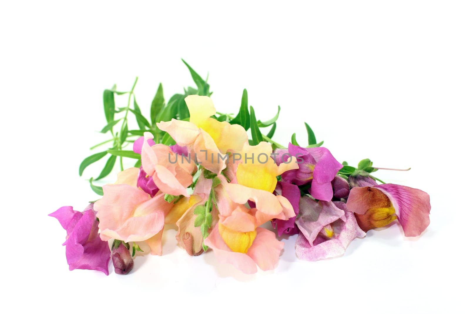colorful lion's mouthblossoms against a white background