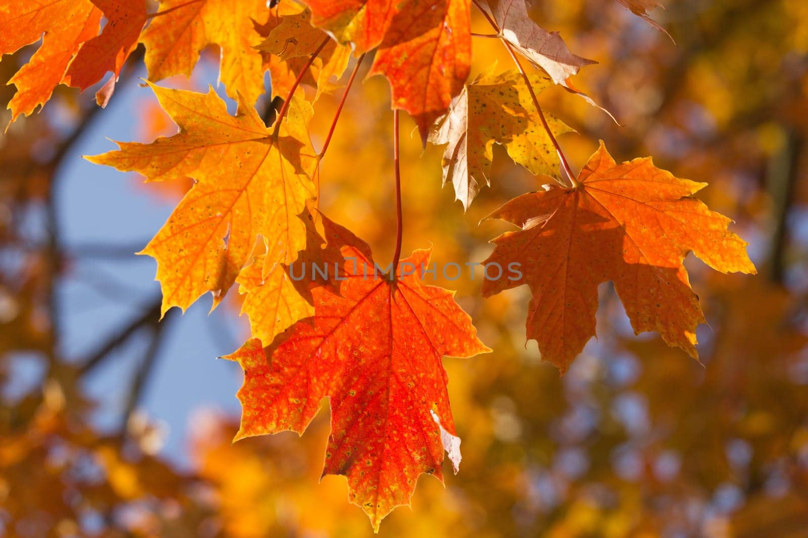 Orange and red leaves of maple. Autumn nature background.