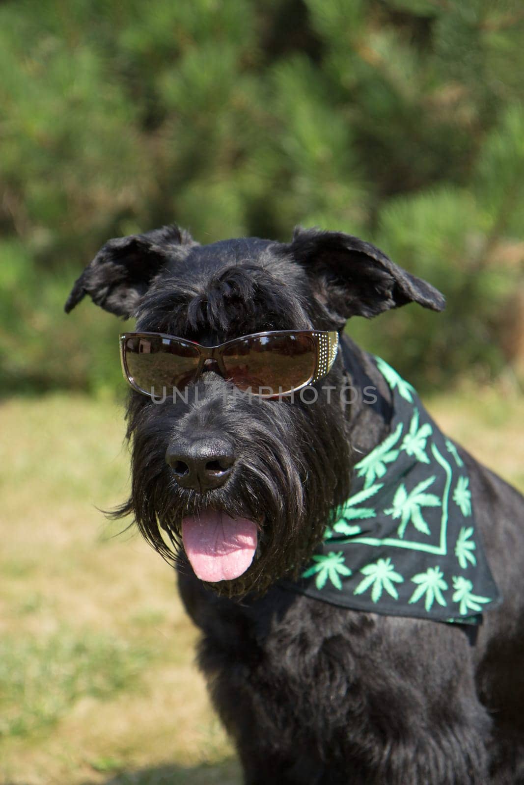 Big Black Schnauzer Dog is posing for the camera. Sunglasses has on his eyes and scarf textured with cannabis leaves has around his neck.