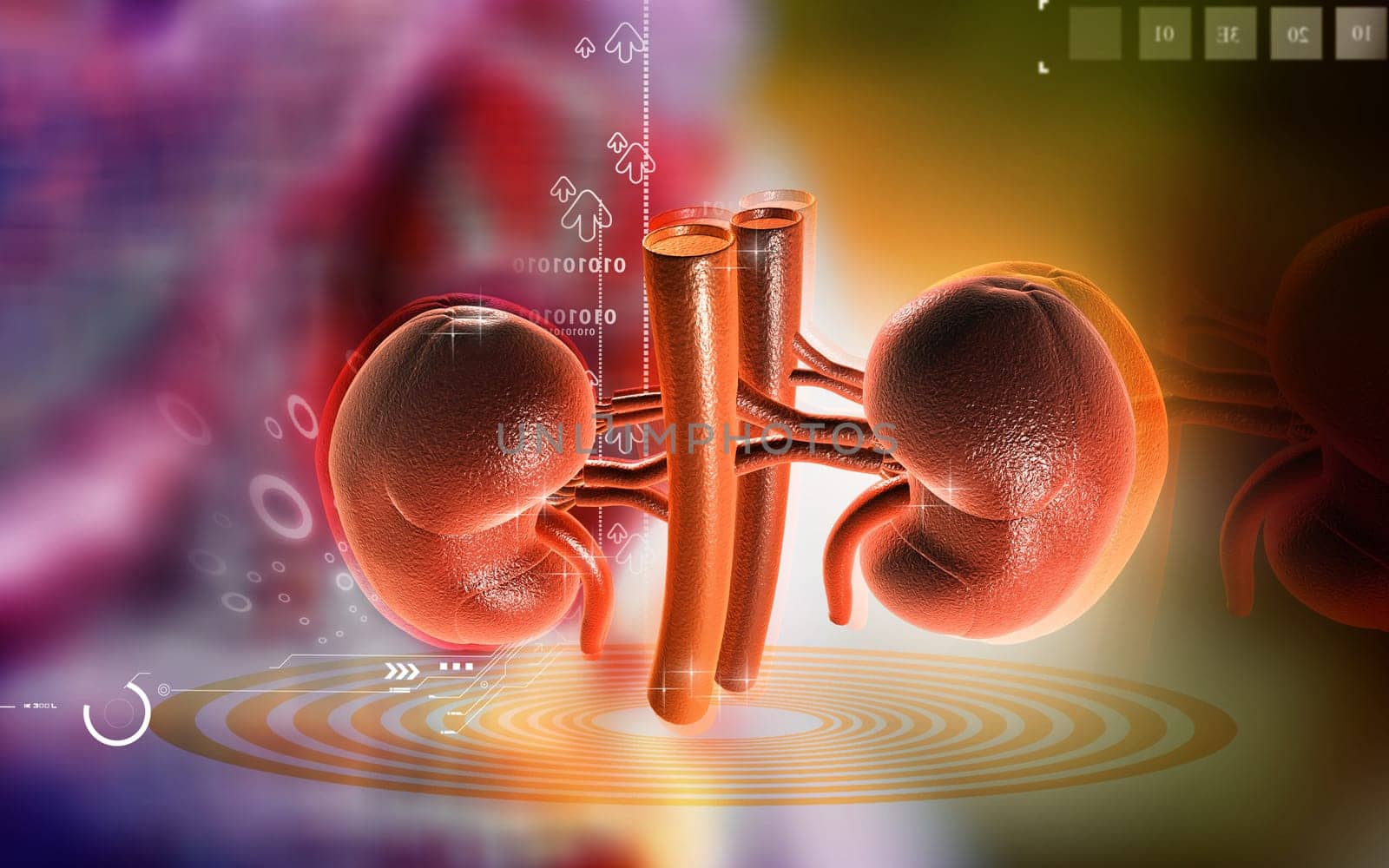 Digital illustration of kidney in colour background