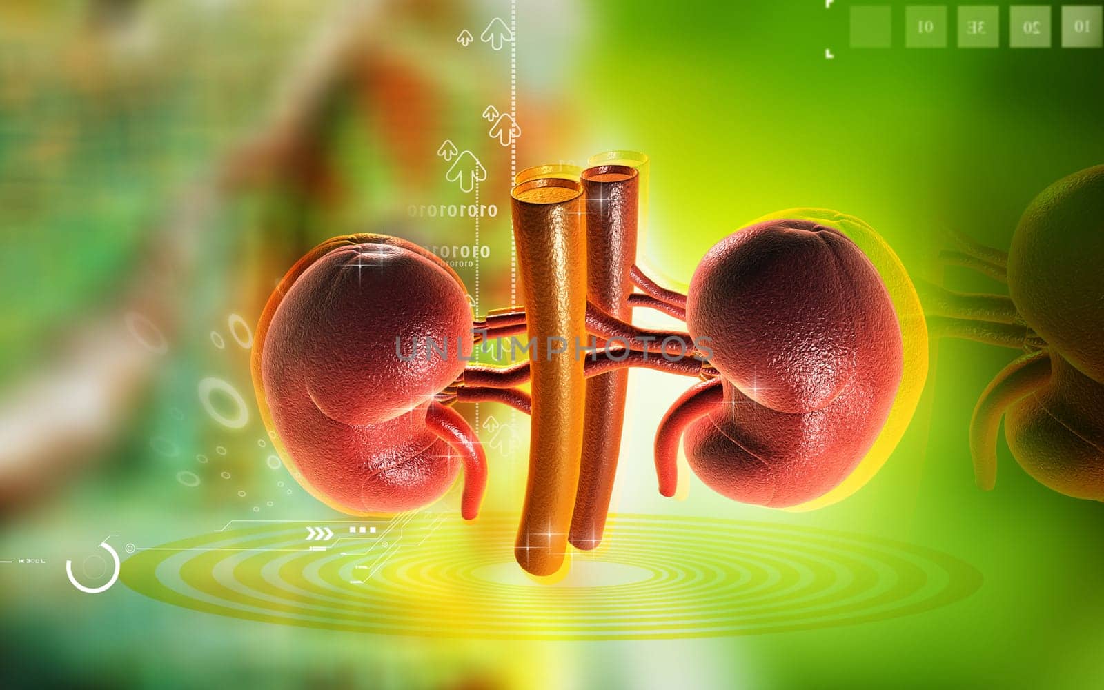 Digital illustration of kidney in colour background
