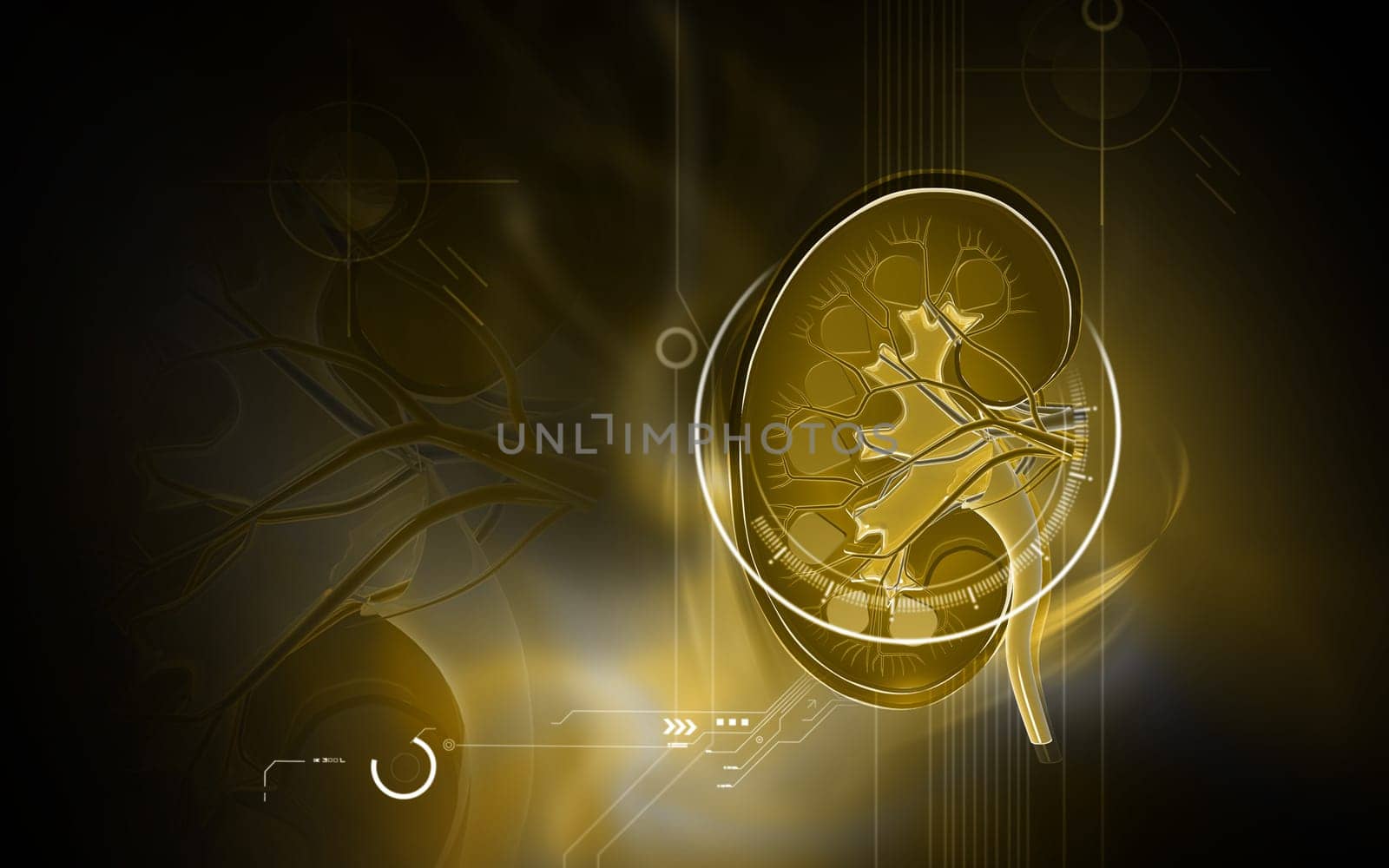 Digital illustration of kidney in colour background