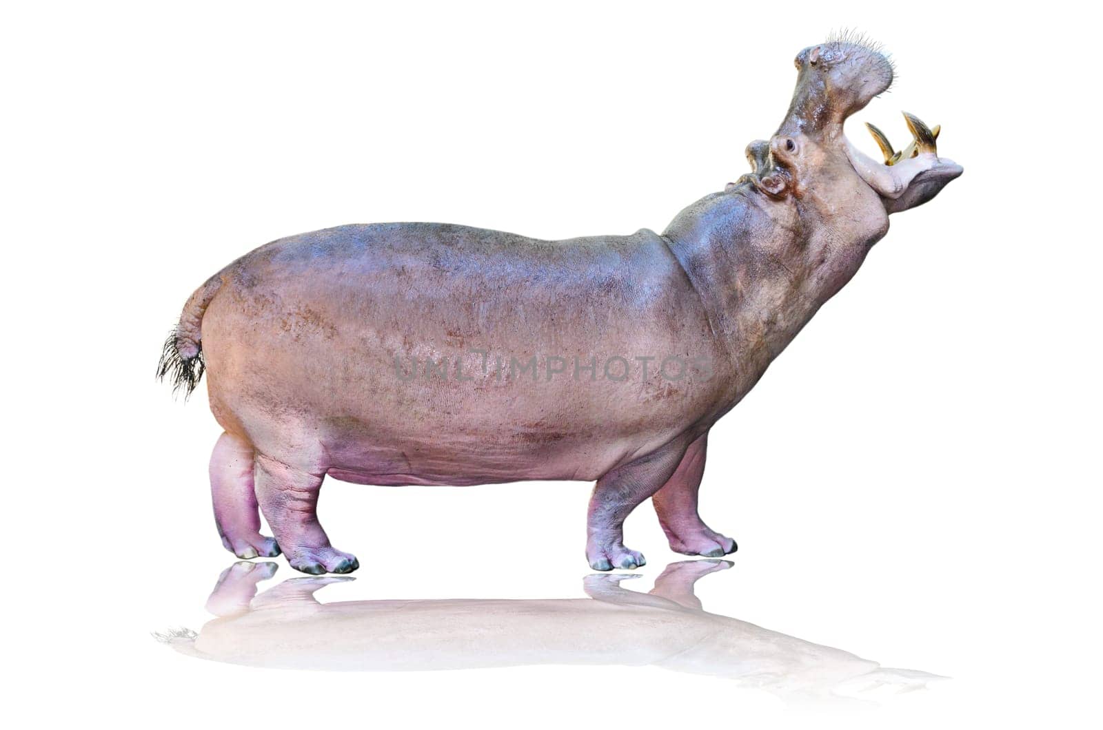 Hippos or Hippopotamus amphibius standing mouth open on white background