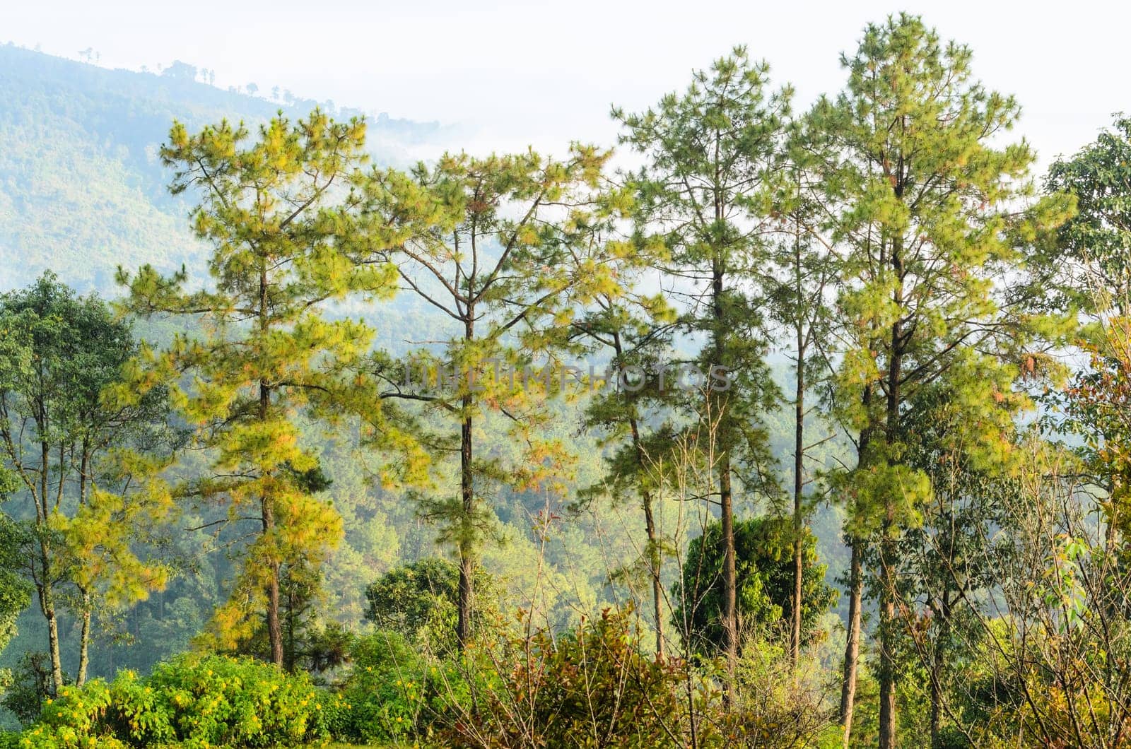 Kesiya tree growing on the high mountain