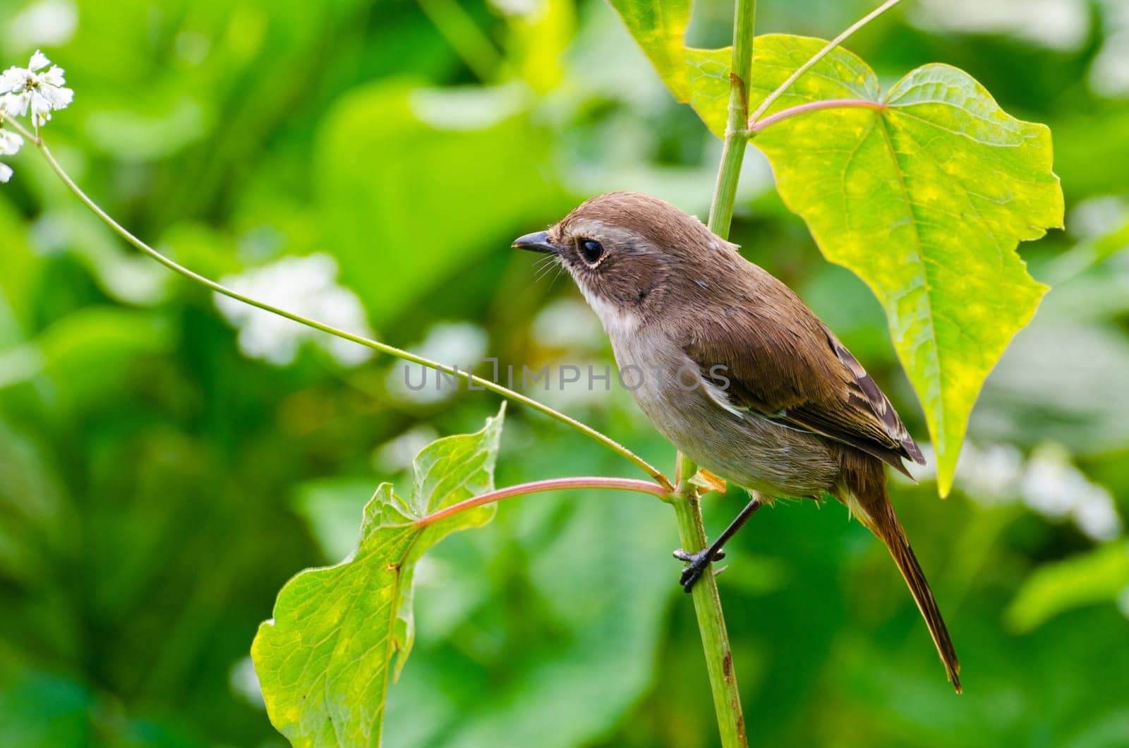 Grey Bushchat bird (female) Looking for a mate..