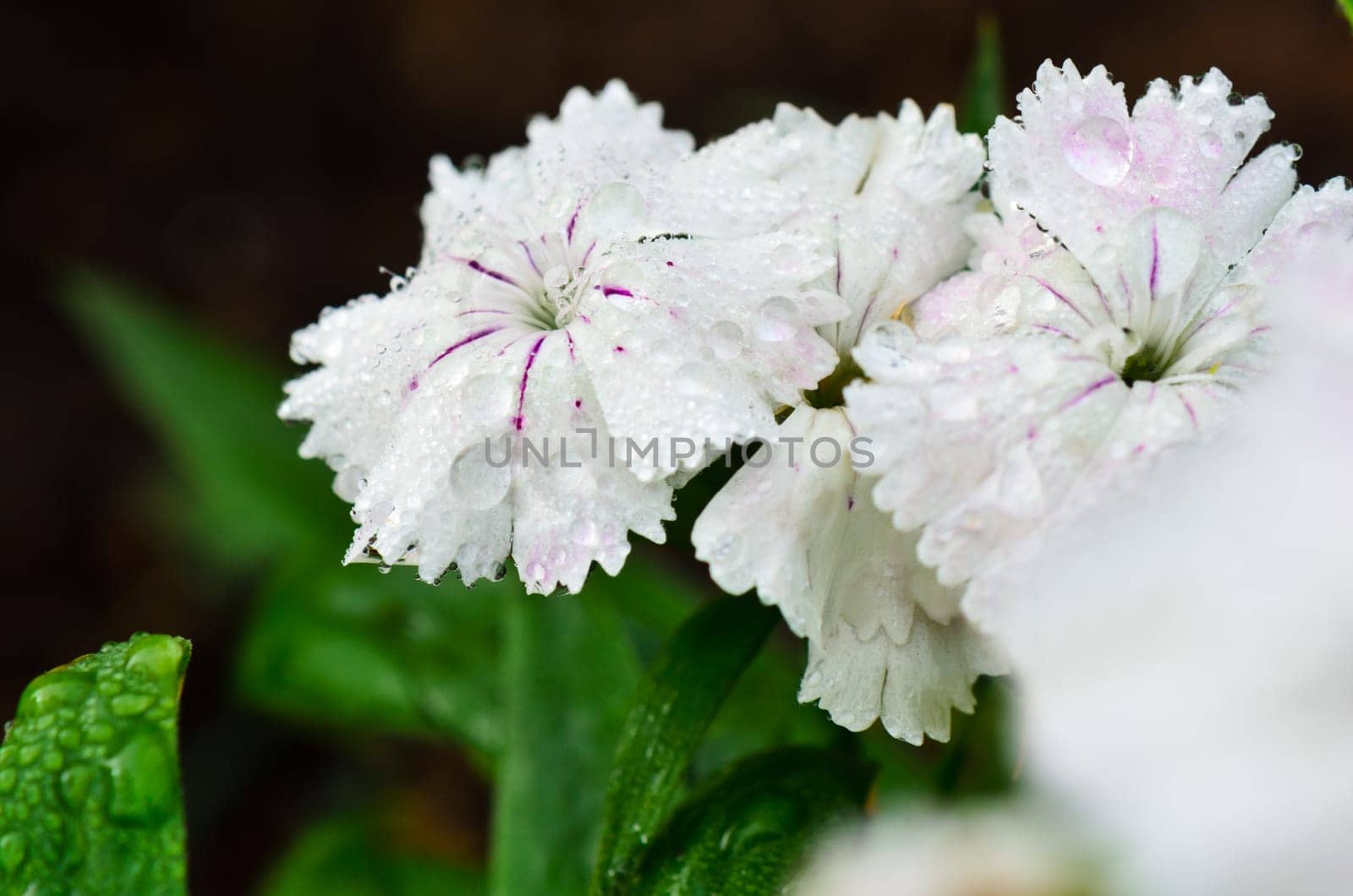 Close up white Dianthus or Sweet William flowers filled with dew drops