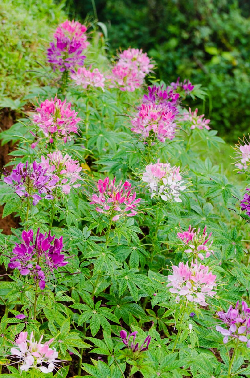 Cleome or Hasslerana with multi-colored in Garden flowers