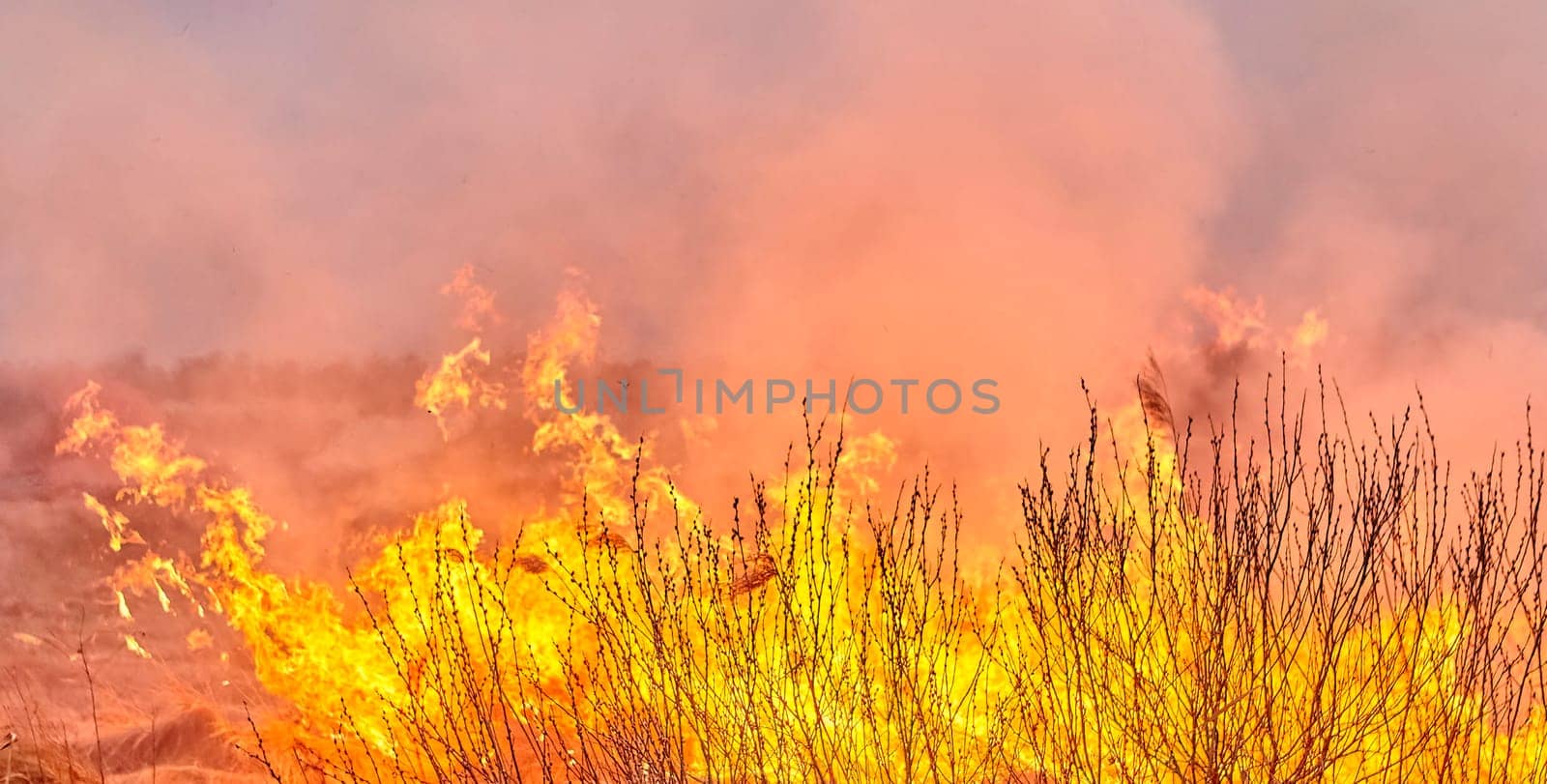 Burning old dry grass in garden. Flaming dry grass on a field. Forest fire. Stubble field is burned by farmer. Fire in the Field.