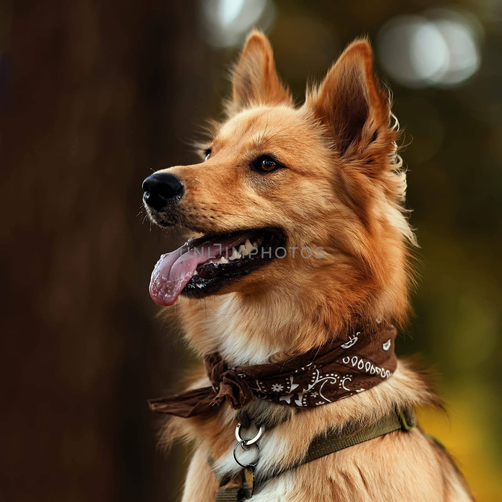 Portrait of Beautiful dog with a colored bandana around his neck. Dog posing as a model. A cute dog with a bandana around his neck sits on a blurred background. Dog is waiting for the owner in a park by EvgeniyQW