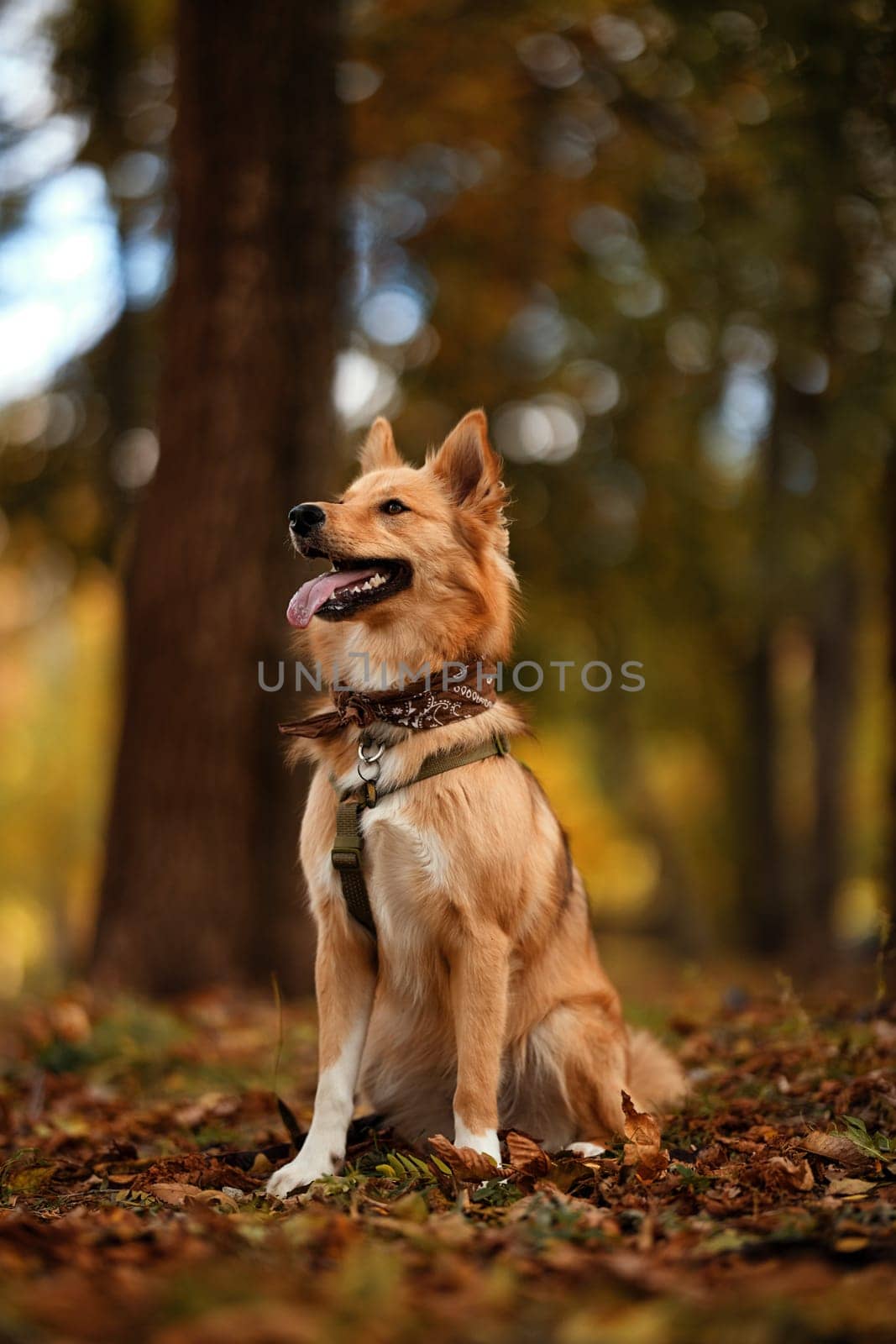 Portrait of Beautiful dog with a colored bandana around his neck. Dog posing as a model. A cute dog with a bandana around his neck sits on a blurred background. Dog is waiting for the owner in a park.