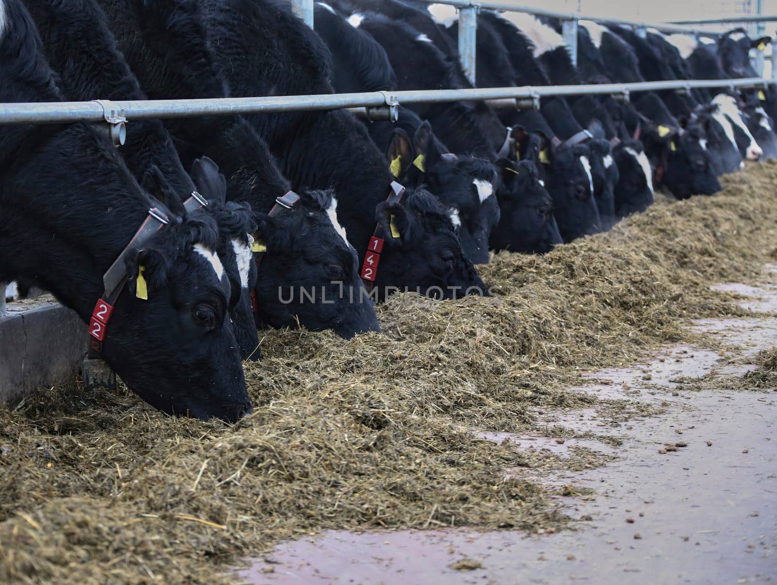 The head of a black and white cow in a paddock on a dairy farm, the cow eats hay.