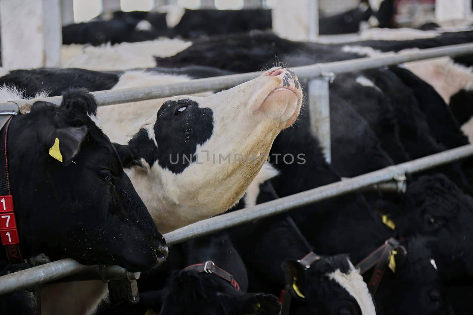 The head of a black and white cow in a paddock on a dairy farm, the cow eats hay.