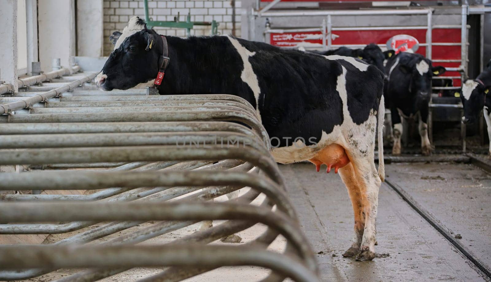 The head of a black and white cow in a paddock on a dairy farm, the cow eats hay.