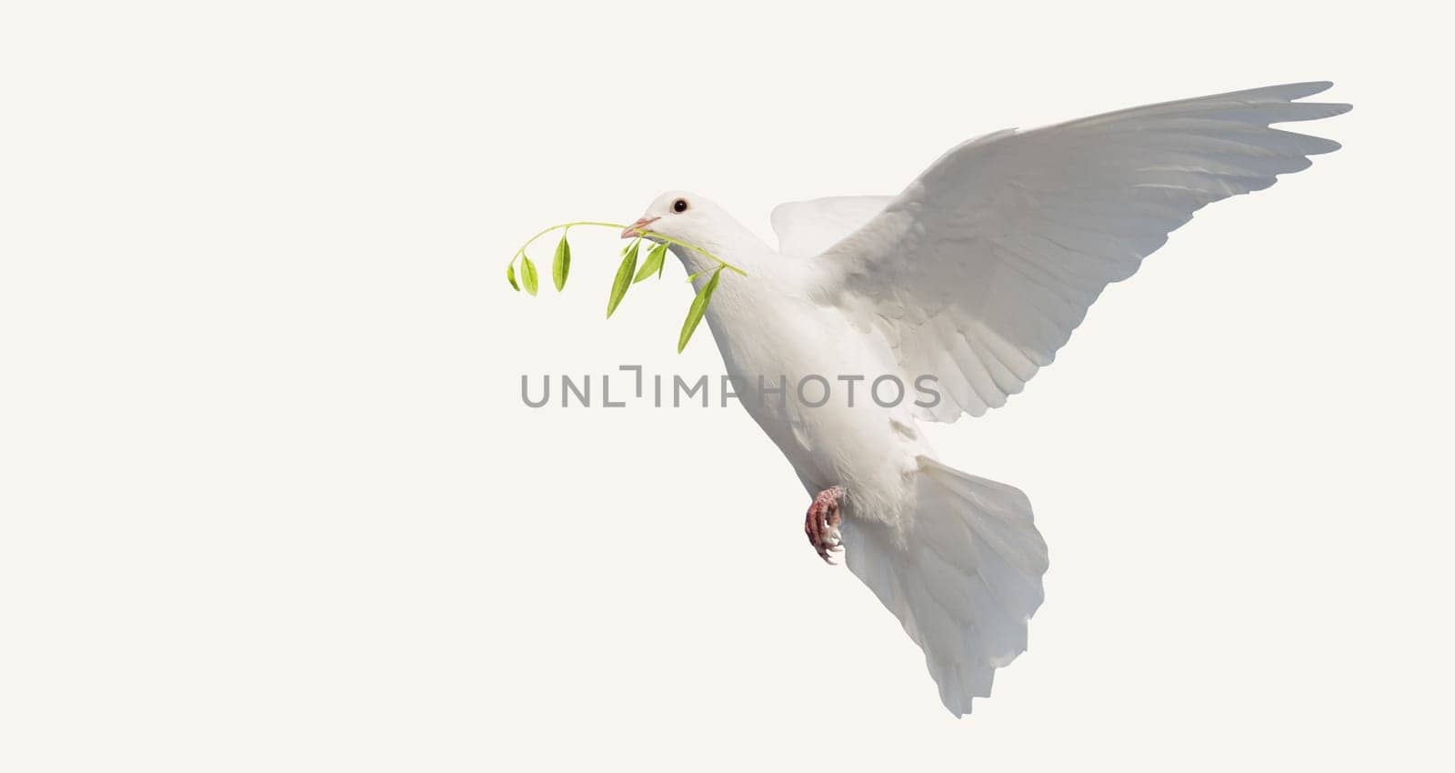dove with olive branch isolated on white, religion, faith