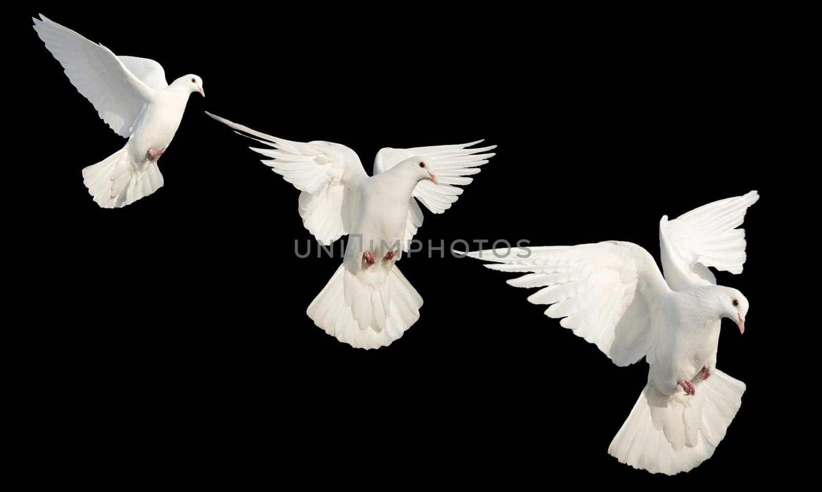 Islam sacred birds , white doves in flight on a black background, religion, faith