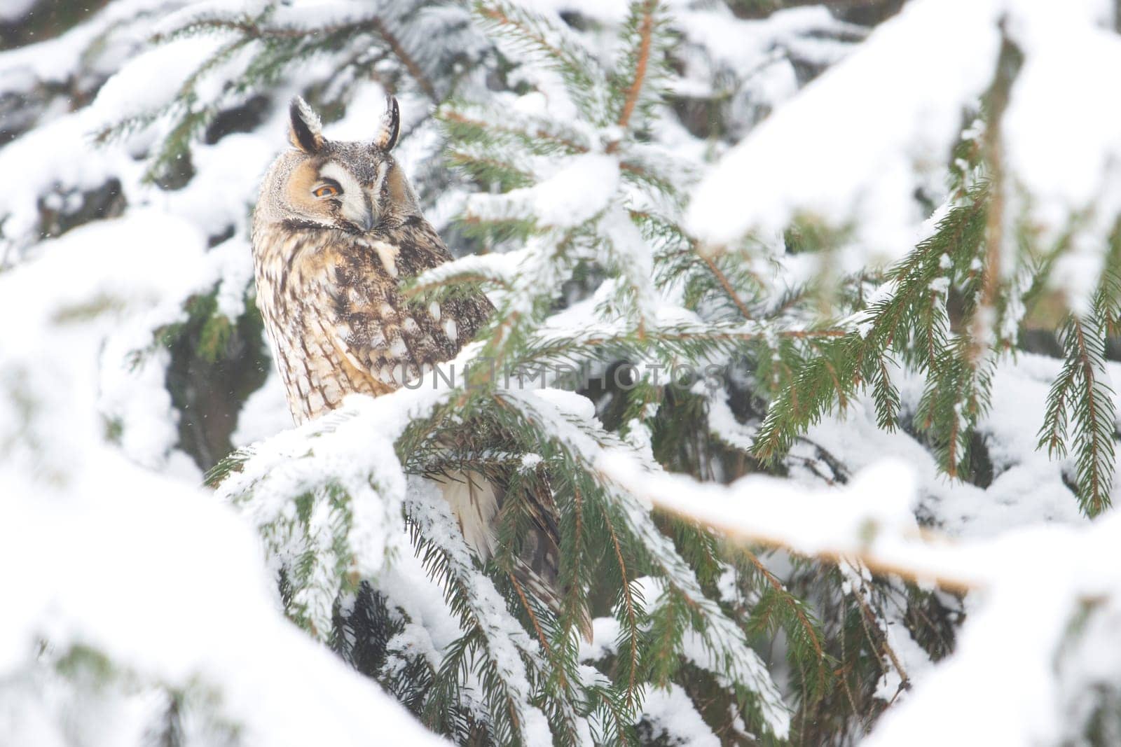 owl in a snowy forest looks away, new year, wildlife
