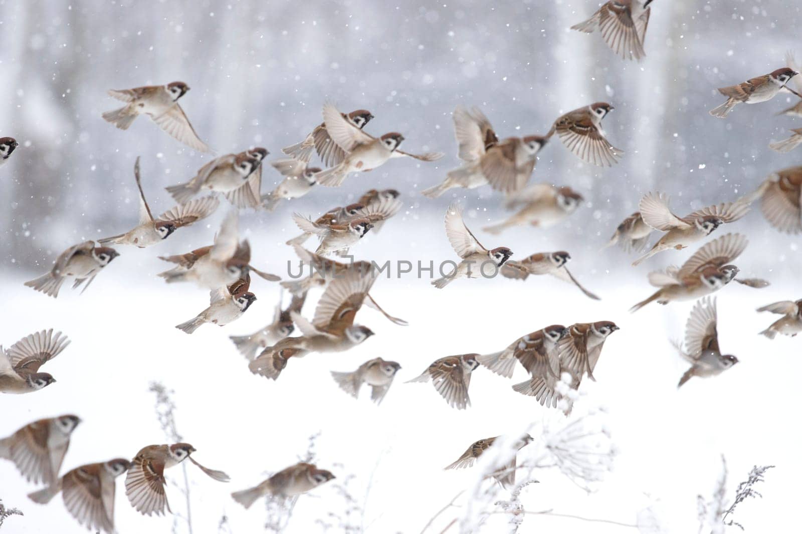 sparrows fly on a snowy day,new year, wildlife