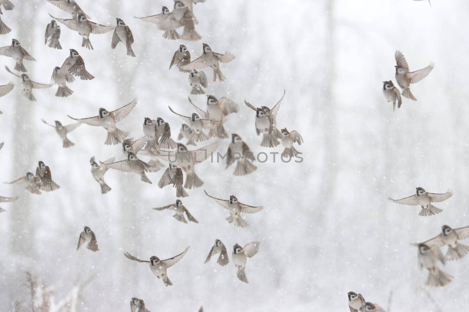 sparrows fly on a winter, snowy day, new year, wildlife