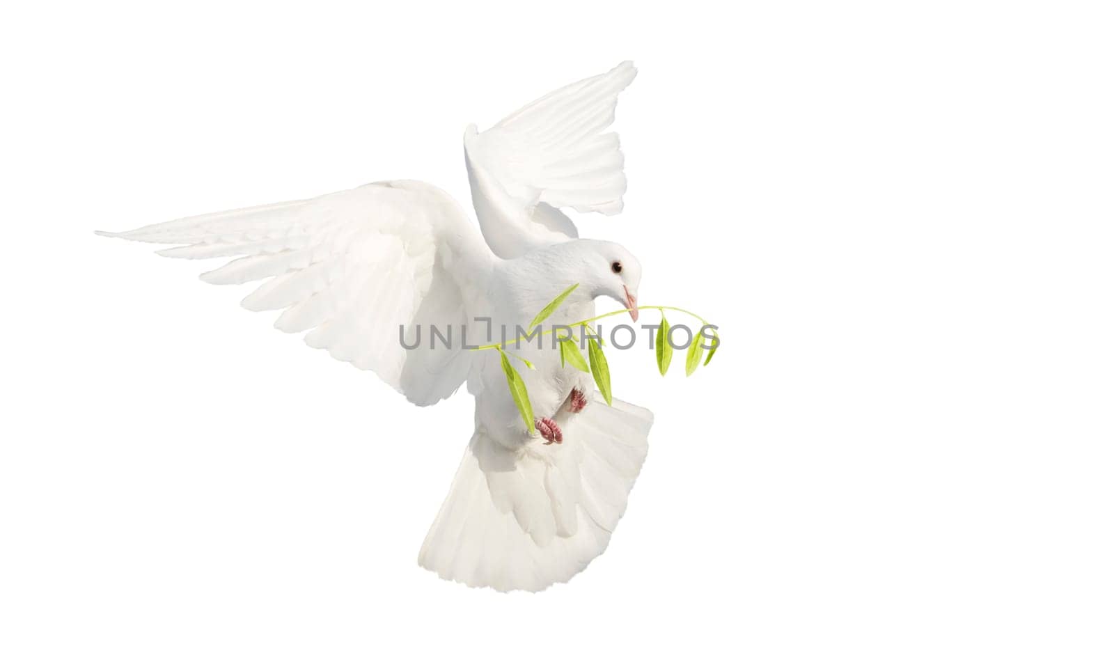 white dove with olive branch isolated on white, religion, faith