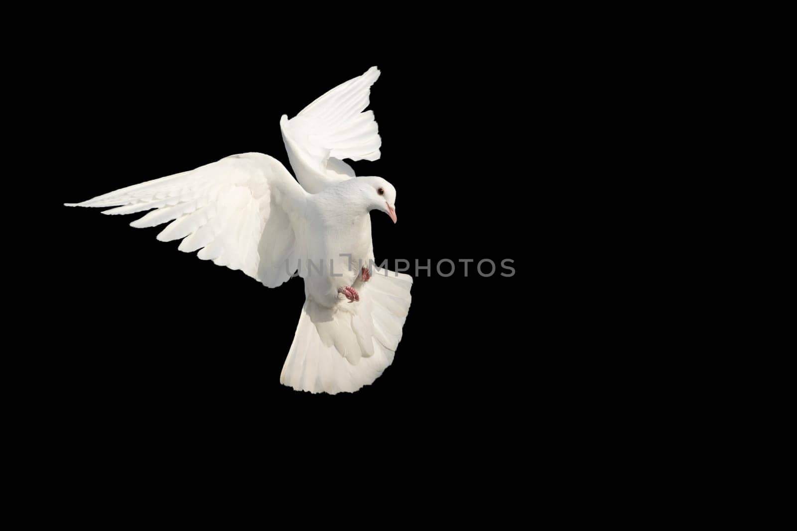 white dove, bird of peace in flight on a black background by drakuliren
