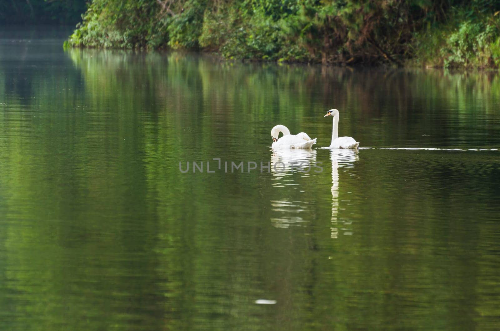 White swan and its mate are swimming at the lake in Pang Ung national park of Mae Hong Son province, Thailand