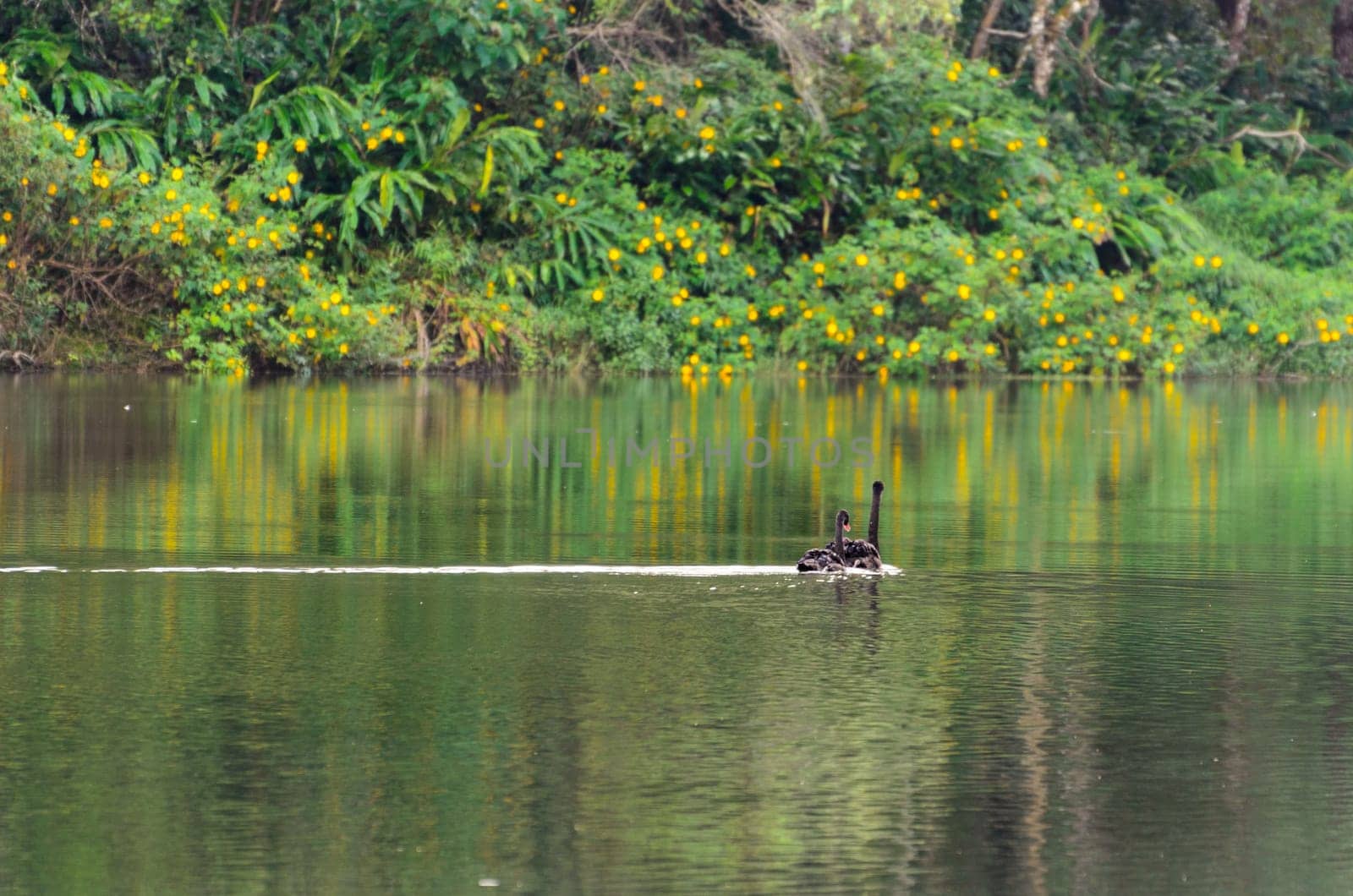 Black swan and its mate are swimming at the lake in Pang Ung national park of Mae Hong Son province, Thailand