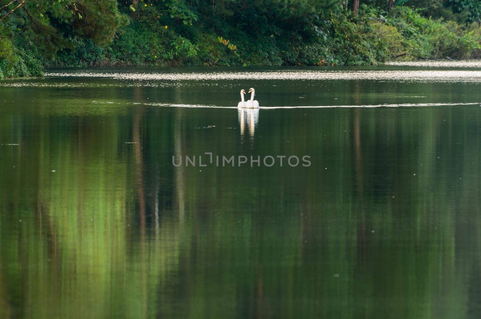 White swan and its mate are swimming at the lake in Pang Ung national park of Mae Hong Son province, Thailand