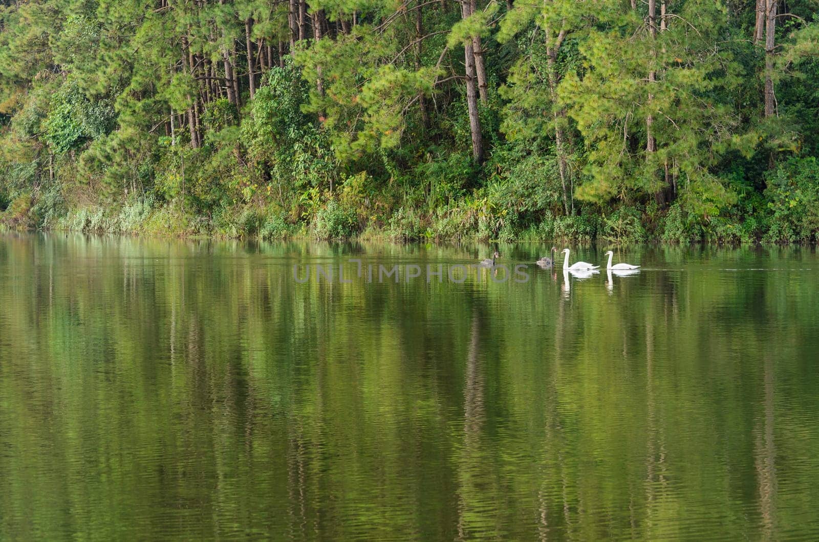 White swan and its mate are swimming at the lake in Pang Ung national park of Mae Hong Son province, Thailand