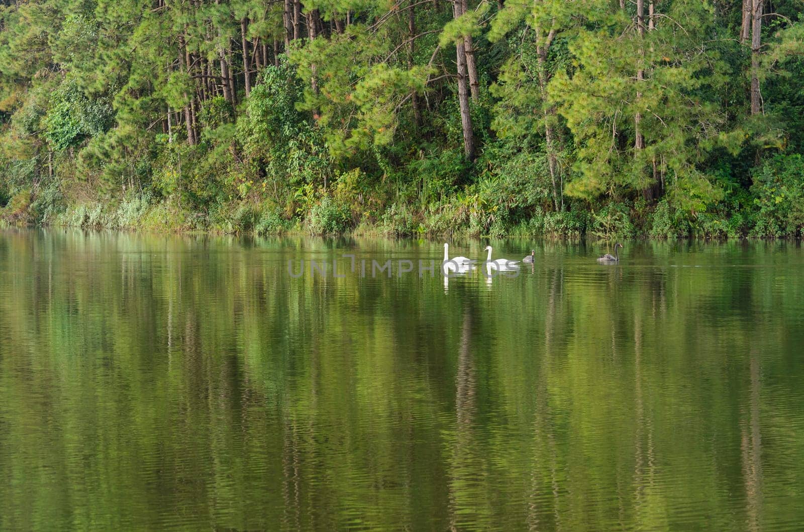 White swan and its mate are swimming at the lake in Pang Ung national park of Mae Hong Son province, Thailand