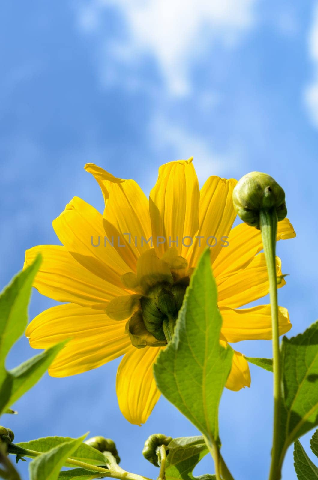 Mexican Sunflower Weed or Tithonia diversifolia, Flowers are bright yellow on blue sky background