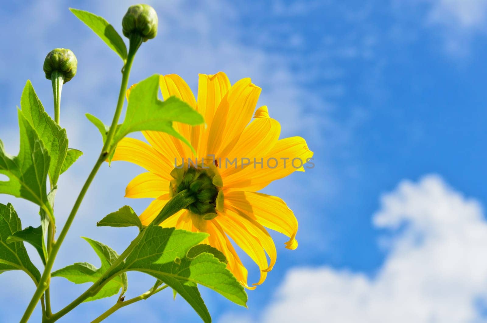 Mexican Sunflower Weed or Tithonia diversifolia, Flowers are bright yellow on blue sky background