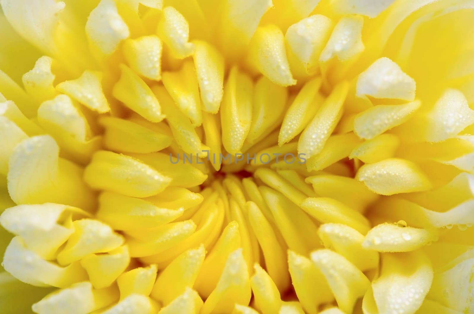Close up middle of light yellow Chrysanthemum Morifolium flowers wet with morning dew