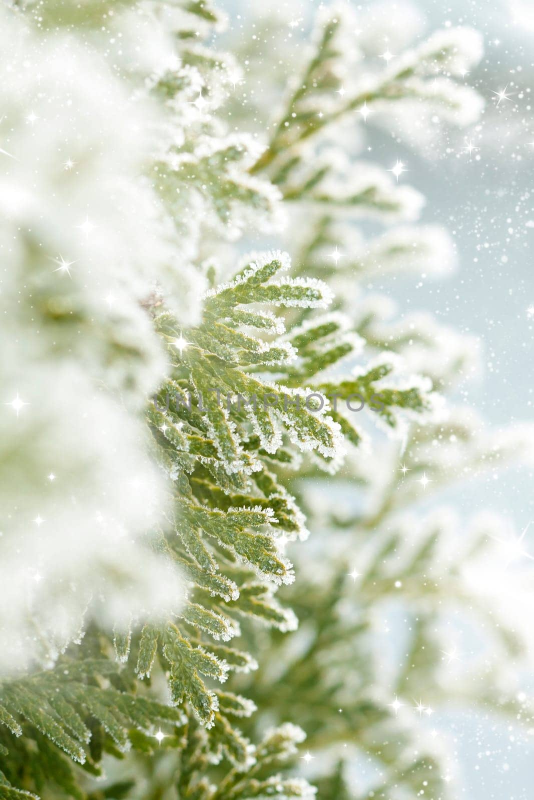 Close up on Christmas tree covered with snow